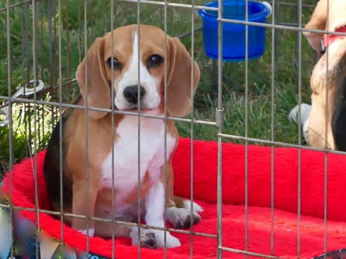 Dog Adoption Ontario - Beagle staring through ex-pen cage.