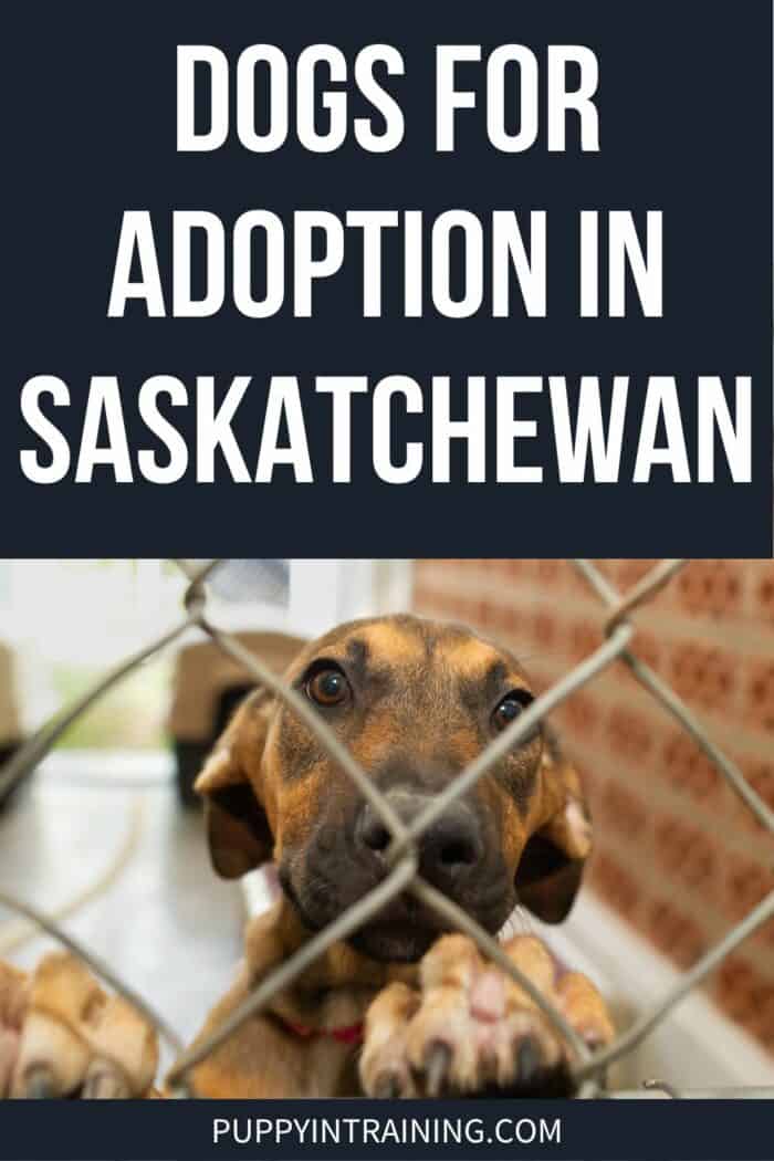 Dogs For Adoption In Saskatchewan - Dog with paws up on fence.