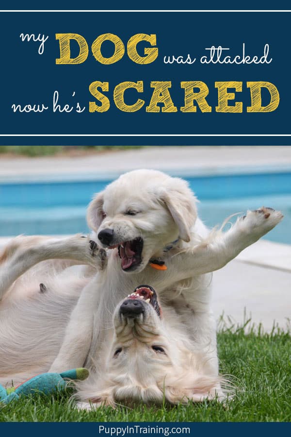 My dog was attacked by another dog now he's scared. What do you do when a dog charges at your defenseless dog biting, scratching, and attacking your dog? This happened to our poor Stetson and it gave us an idea of something we should do before, during, and after a dog fight happens. #dogattack #dogfight #dogattackdefense #dogattacksanotherdog #dogattacksotherdogs