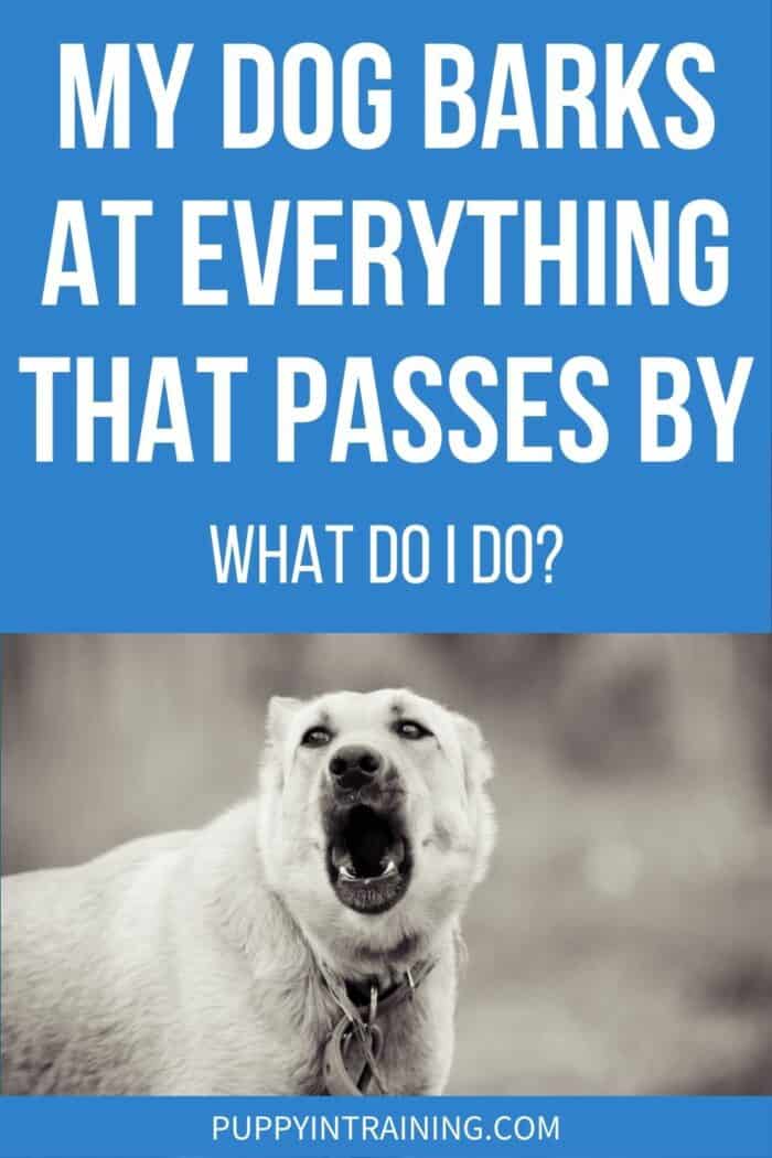 My Dog Barks At Everything That Passes By - What Do I Do? - Black and white of a dog barking 