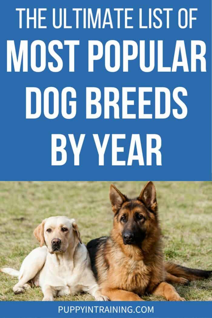 The Ultimate List Of Most Popular Dog Breeds By Year - Lab and Shepherd Down Stay Grass