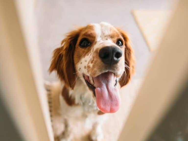 How To Stop Your Puppy from Chewing on a Door Frame