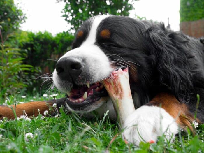 Dog chewing bone in grass