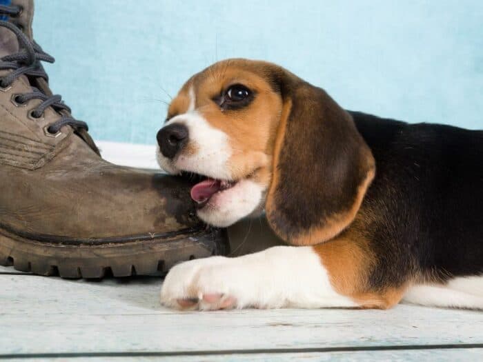 Beagle puppy chewing on shoe