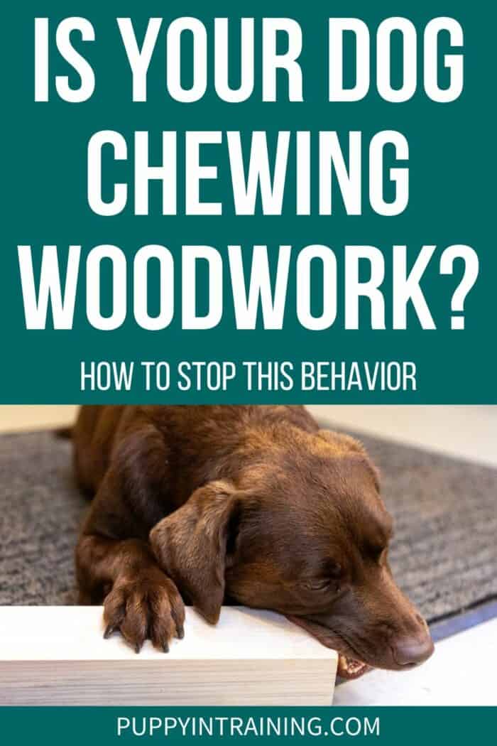 Is Your Dog Chewing Woodwork? - How To Stop This Behavior Chocolate Lab Chewing Woodwork