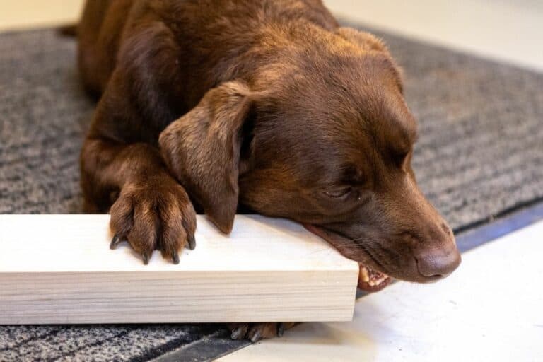 How To Stop Your Dog From Chewing On Woodwork [Baseboards, Furniture, etc]