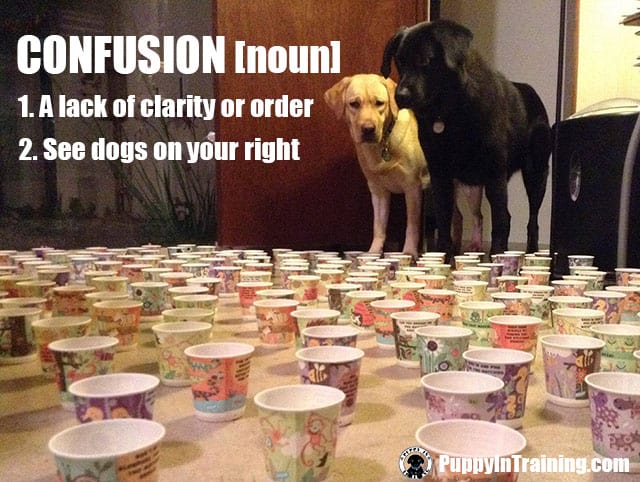 Confusion - is this why dog's tilt their head?