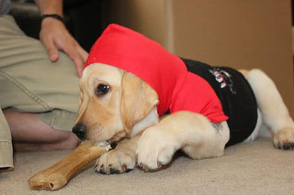 Toby wearing his Bret Michaels dog costume