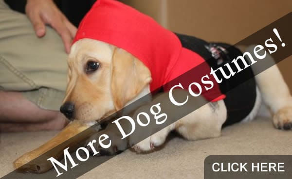 More Dog Halloween Costumes