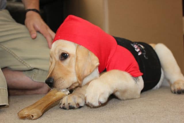 Toby wearing his Bret Michaels dog costume