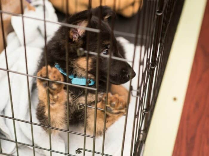 German Shepherd Puppy paws wire crate