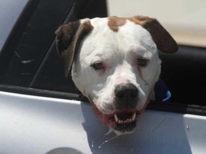 Dog Drooling In Car