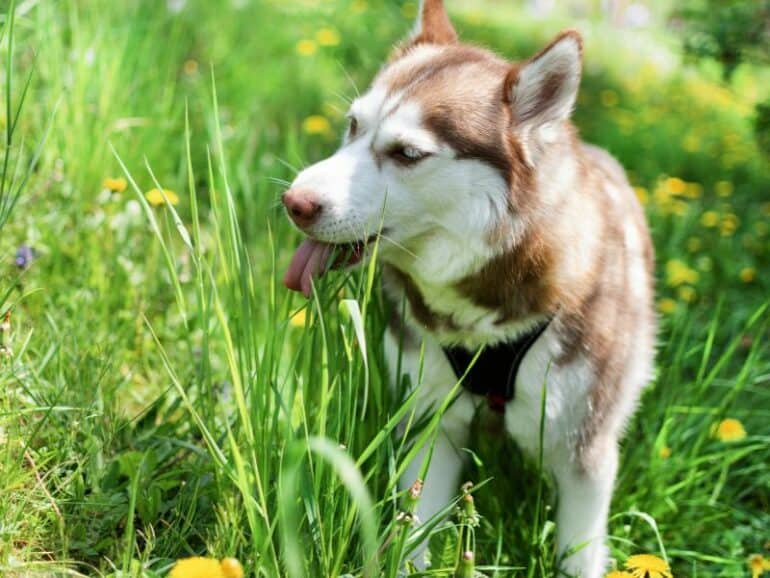 Husky eating/licking grass