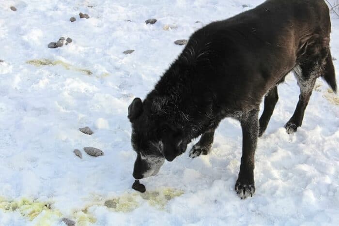 Older Black Labrador Retriever sniffing poop in the snow.