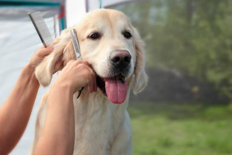 How To Choose a Dog Groomer for Your Golden Retriever