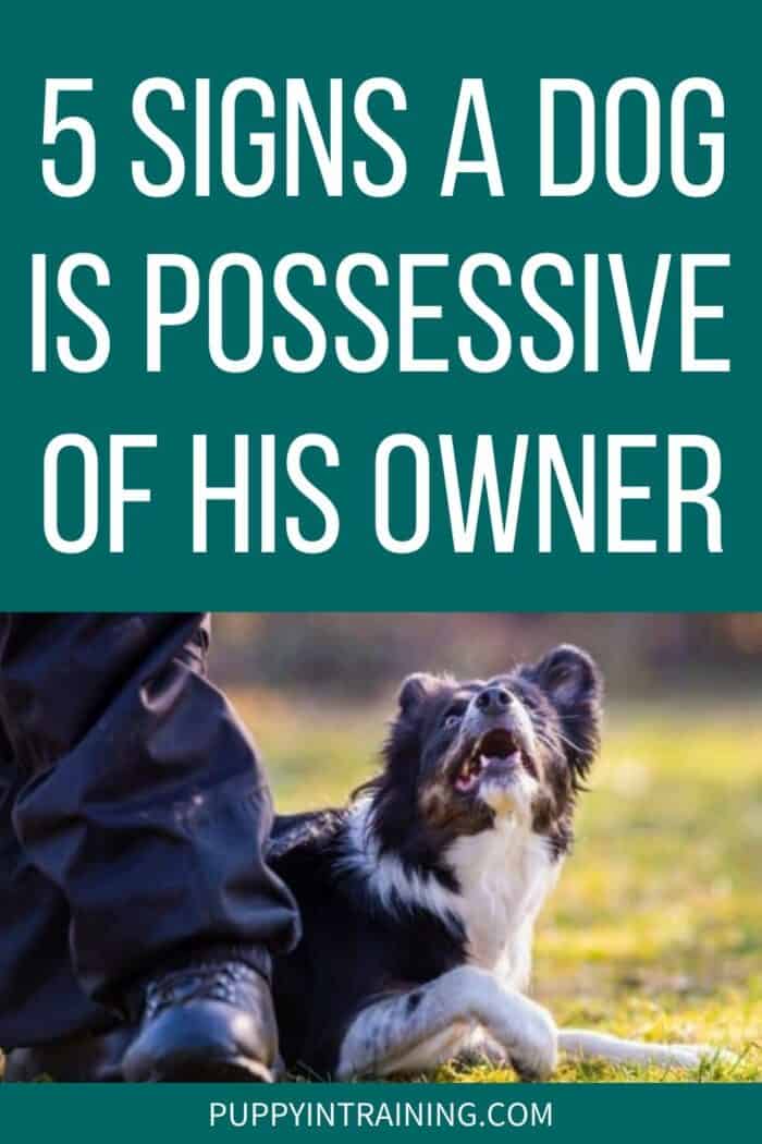 5 Signs A Dog Is Possessive Of His Owner - Dog in grass looking up at his owner