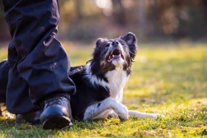 Dog in grass looking up at owner