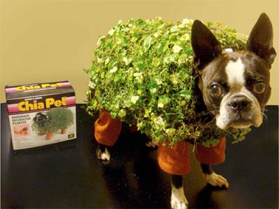 Chia Pet Dog Costume