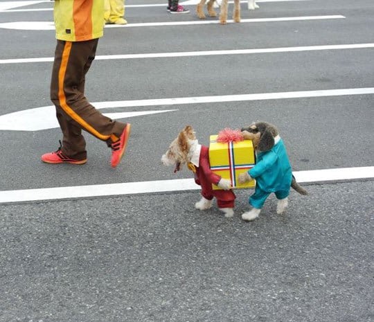 Cute gift carrying puppy dog costume