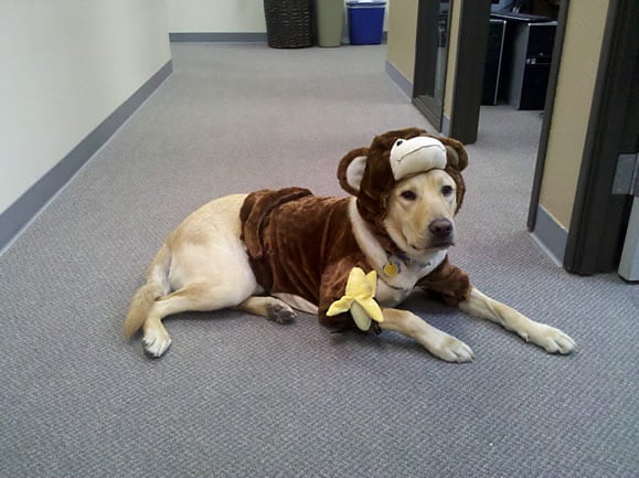 Dublin in his monkey dog halloween costume