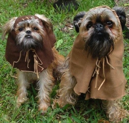 Ewoks Dog Halloween Costumes