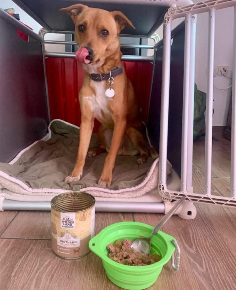 Wally with his breakfast reward for behaving nicely