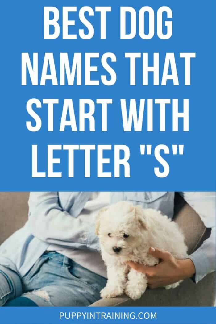 Best Dog Names That Start With Letter "S" - white puppy with curly fur sitting on the armrest of chair next to person