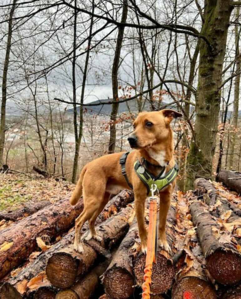 Wally walking on logs before getting a treat