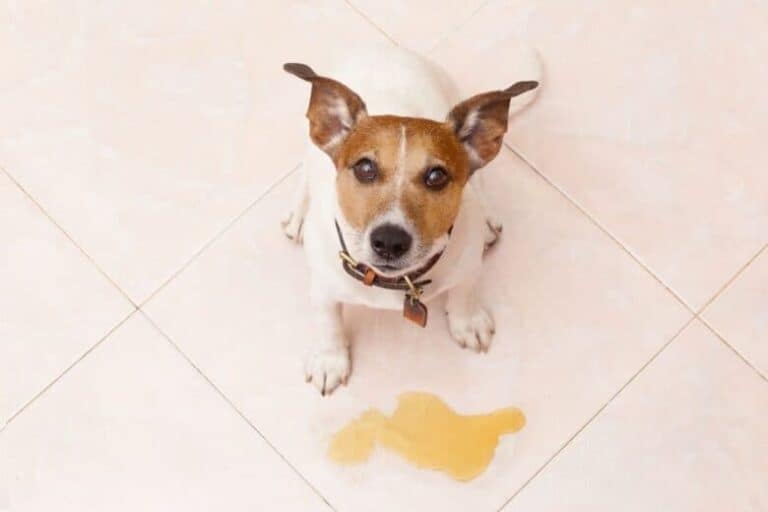 Why Does My Dog Pee Next To The Pad And Not On The Pad?