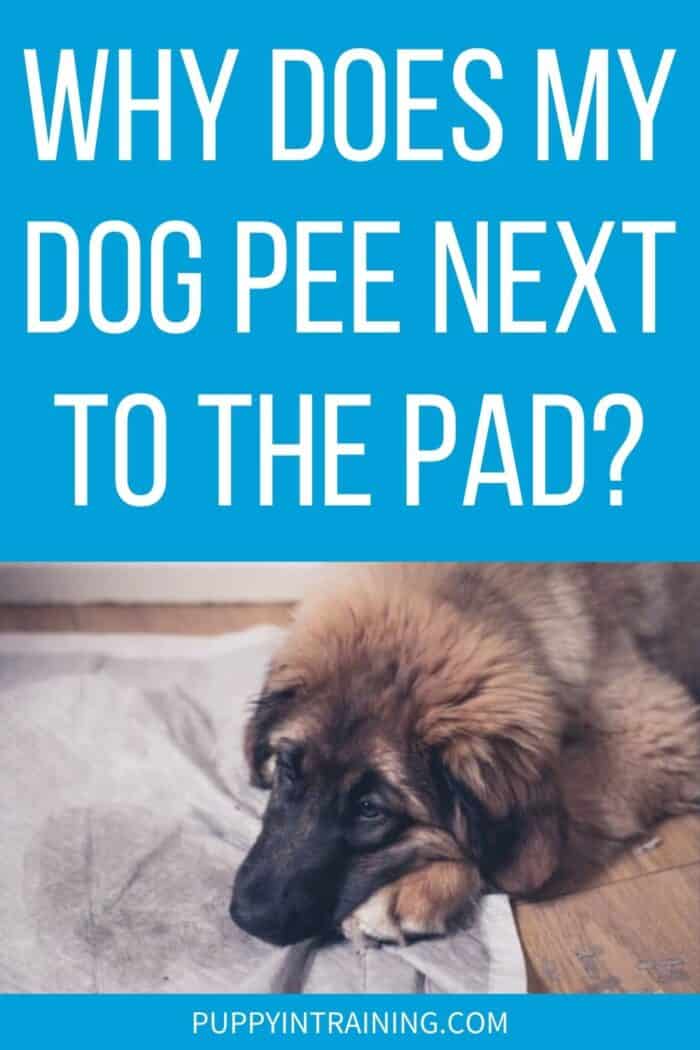 Why Does My Dog Pee Next To The Pad? - dog laying down next to soiled potty pad