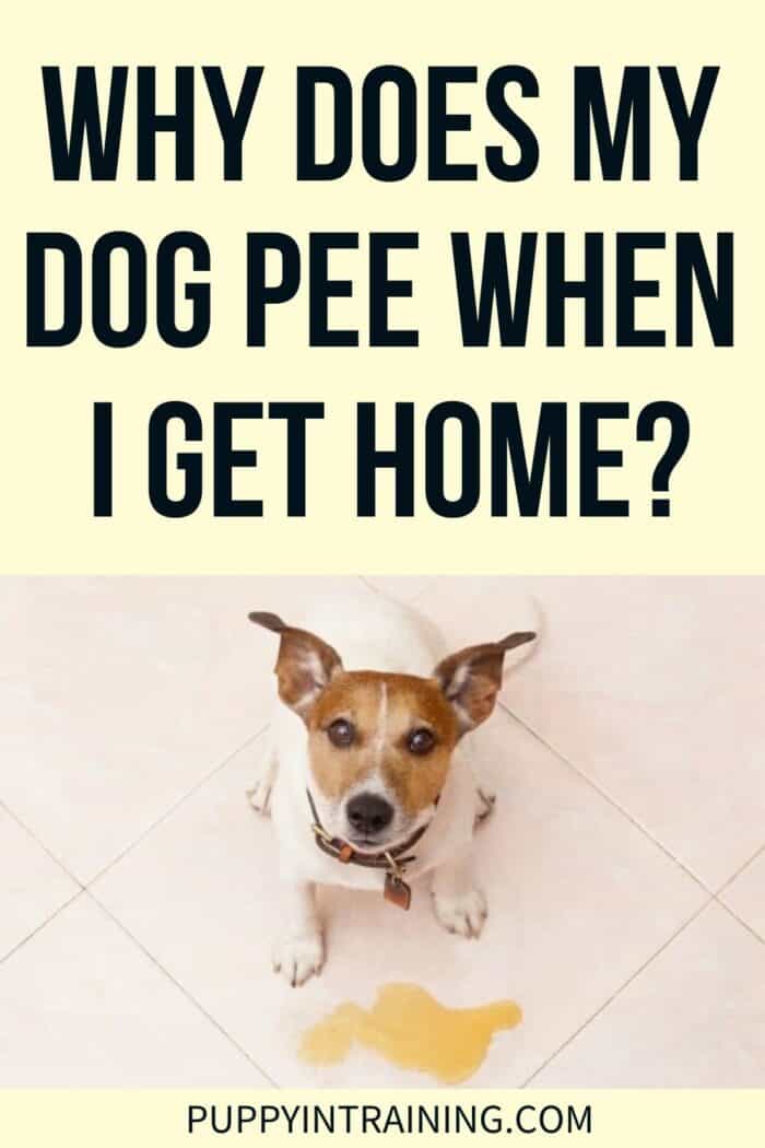 Why Does My Dog Pee When I Get Home? - dog standing on the tile with pee in front of him.