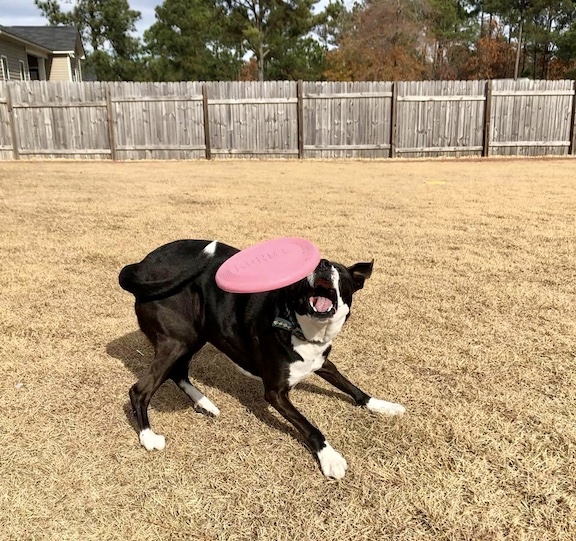 Client Bailey playing fetch with her (puppy) Kong Flyer