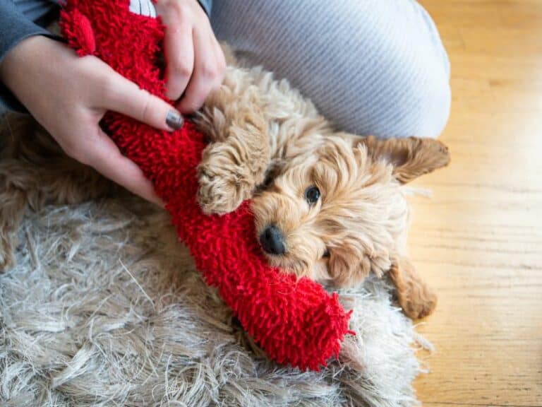 How To Teach A Rescue Dog To Play With Toys