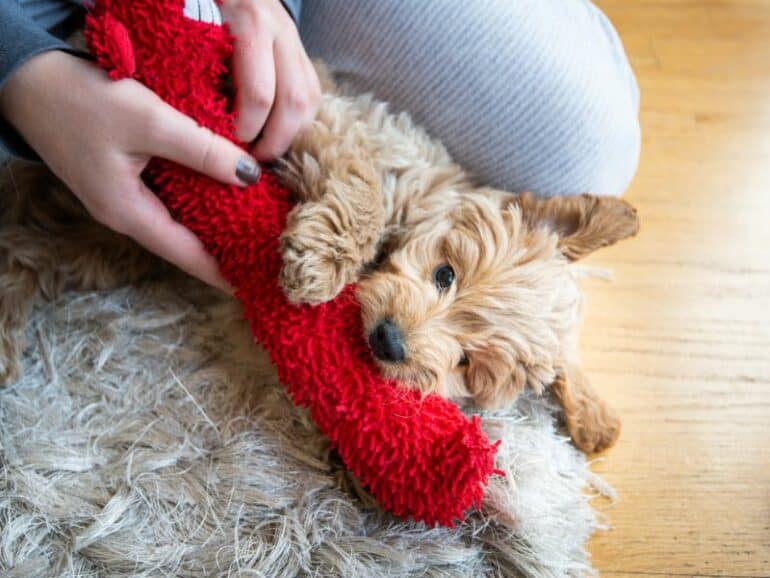 Puppy playing with red plush toy