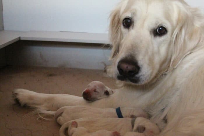 Dog Pregnancy Calendar - Golden Retriever with puppies