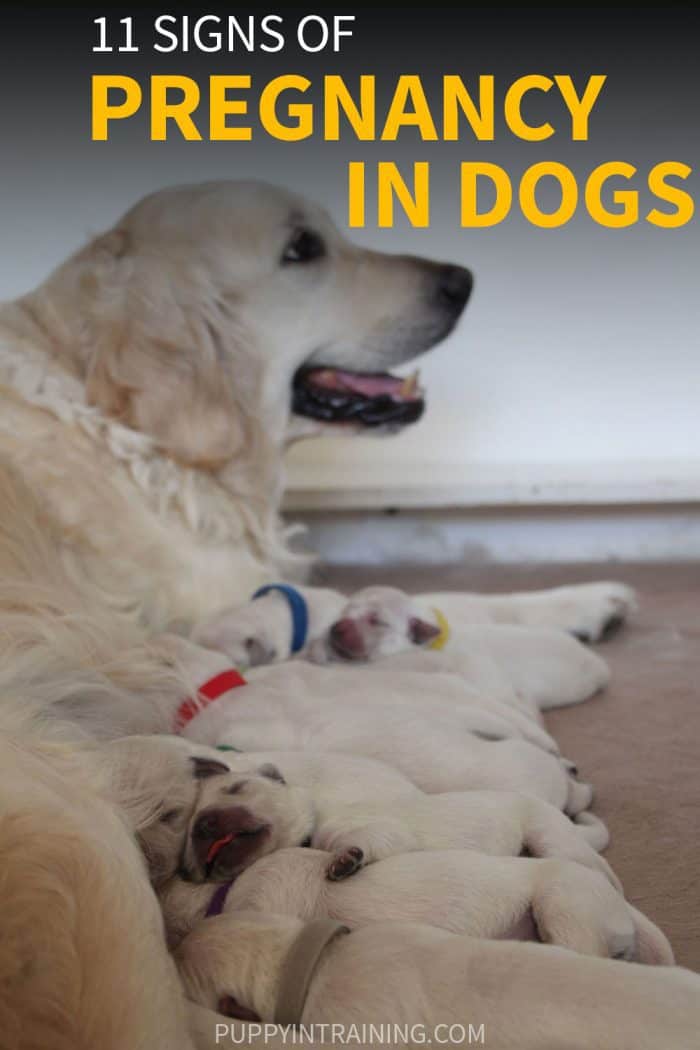 11 Signs of Pregnancy in Dogs - Golden Retriever in whelping box with 11 newborn puppies nursing.