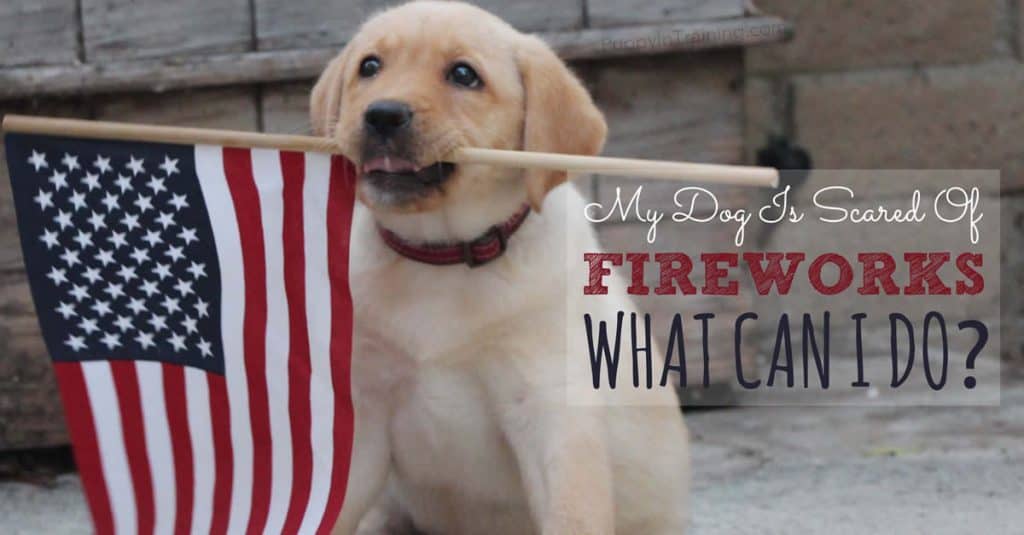 My dog is scared of fireworks what can i do?