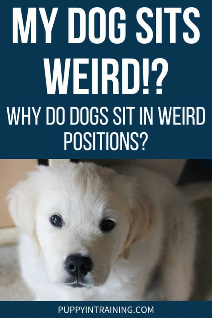 My Dog Sits Weird!? - Why Do Dogs Sit In Weird Positions? - Golden puppy sitting on floor looking up.