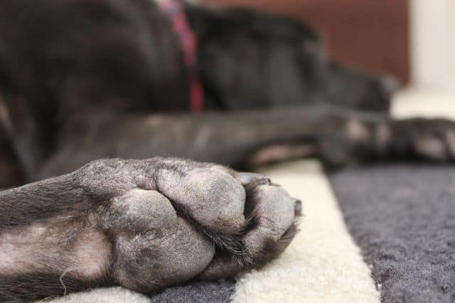 Dog Skin Problems Pictures of Paws