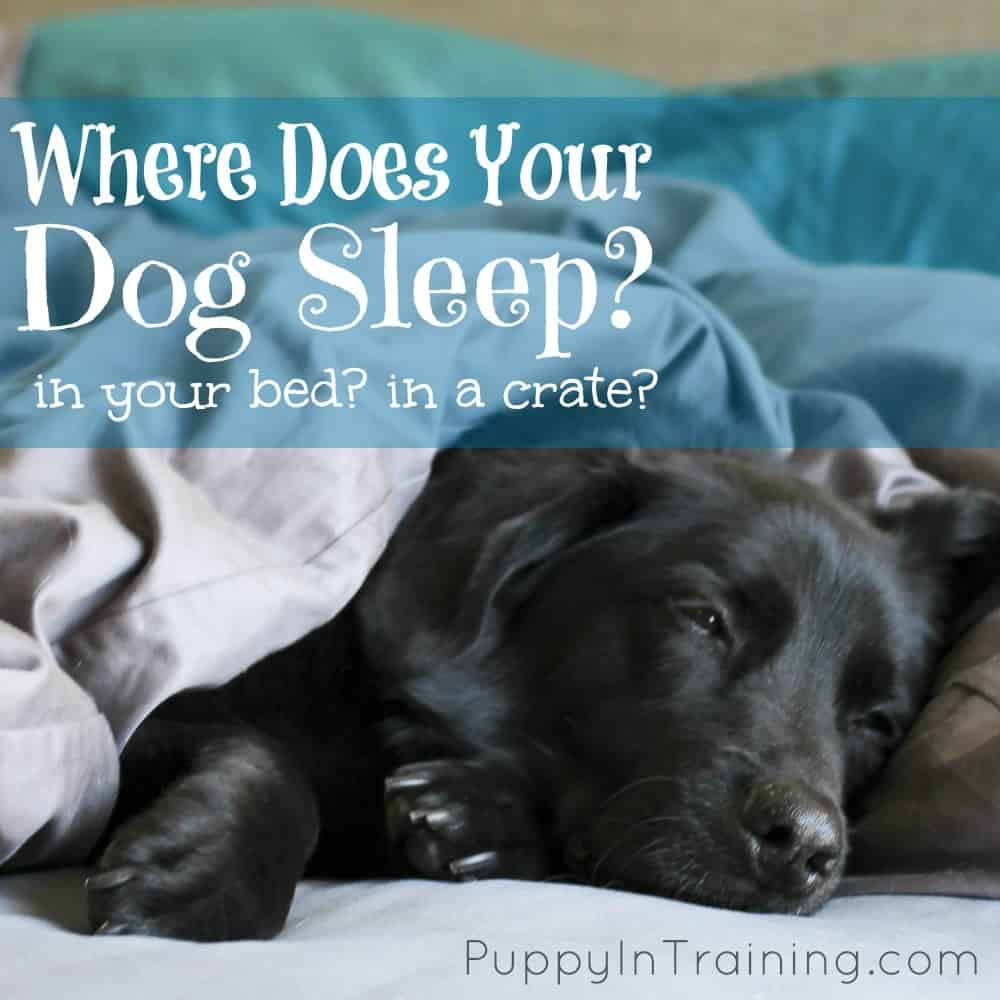 Where does your dog sleep?