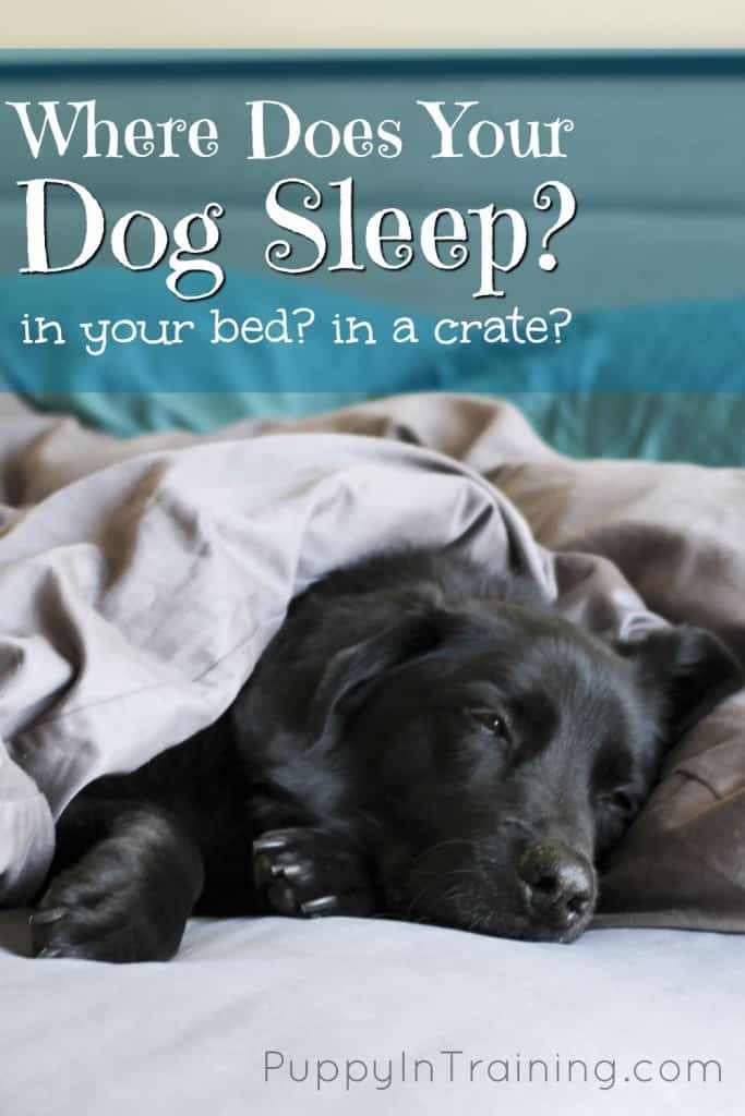 Where does your dog sleep at night?