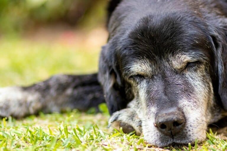 How To Put A Dog To Sleep And When To Know It’s The Right Time