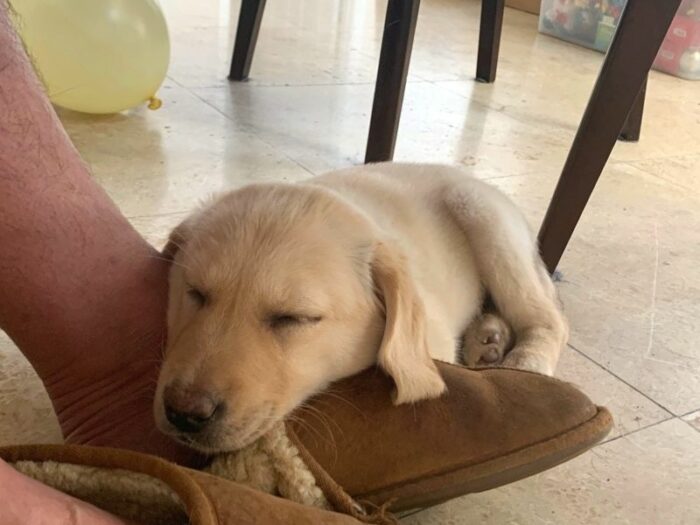 Why Do Dogs Sleep At Your Feet - puppy sleeping at my feet