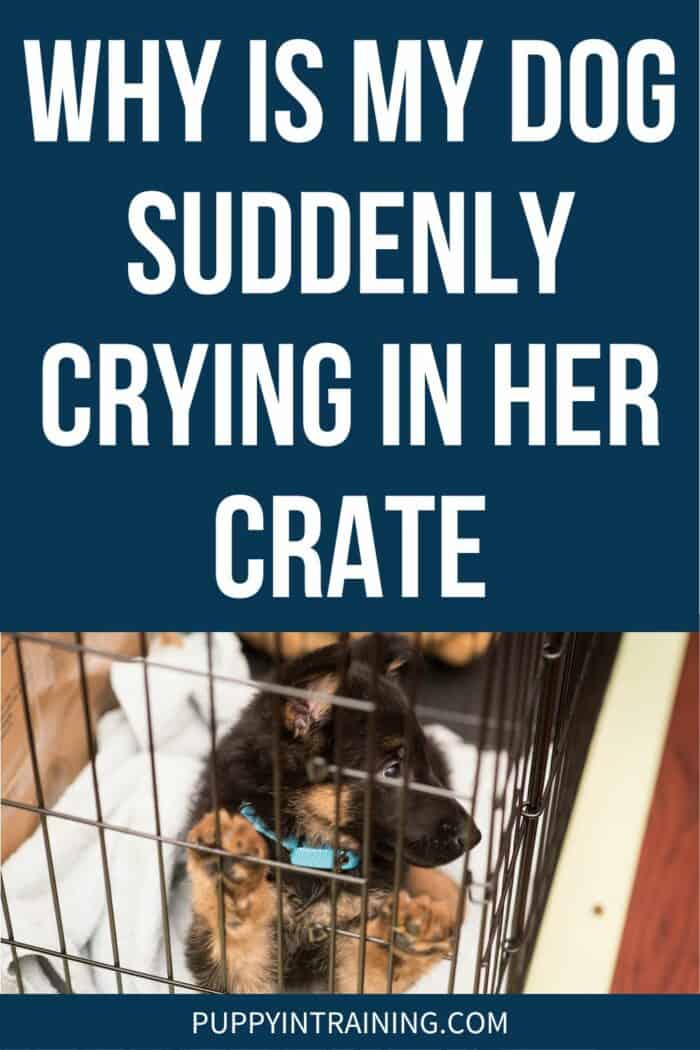 Why Is My Dog Suddenly Crying In Her Crate? - GSD puppy paws on wire crate.