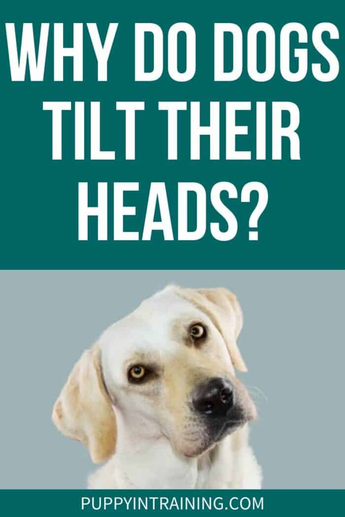 Why Do Dogs Tilt Their Heads? - Yellow Lab Tilting Head