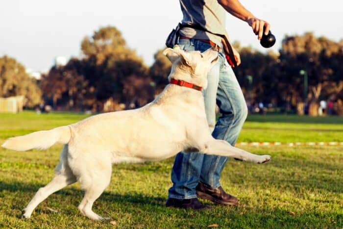 Yellow Lab with his dog trainer and KONG