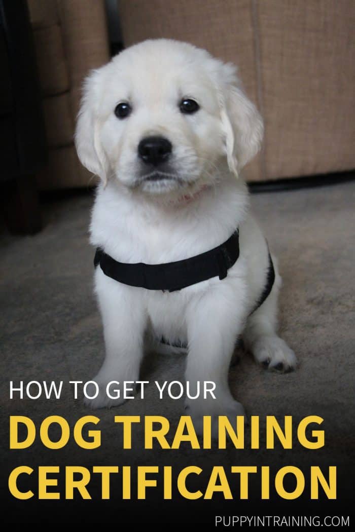 How to get your dog training certification. Puppy sitting obediently.