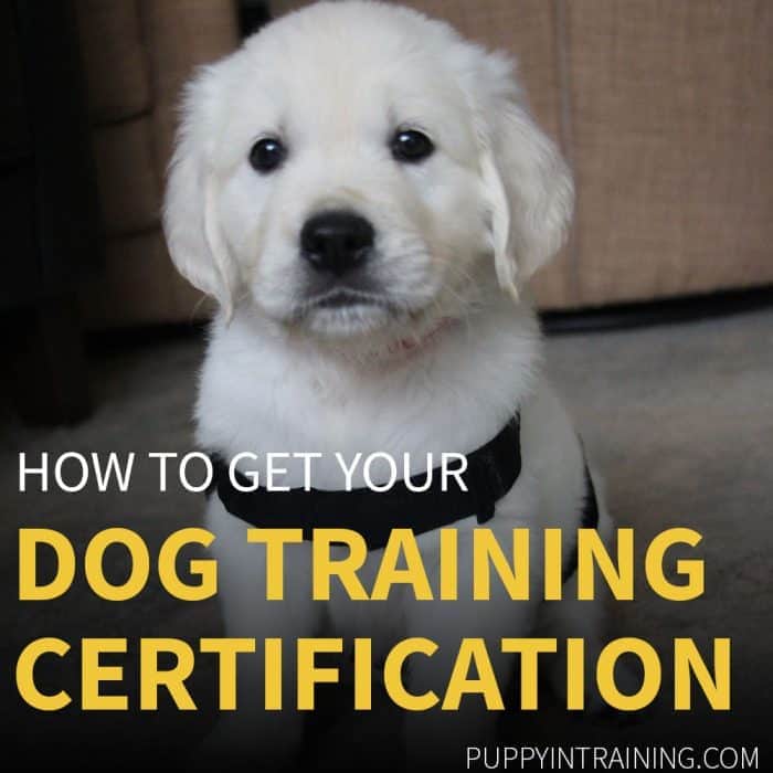 Dog Training Certification. Golden Retriever puppy looking at the camera.