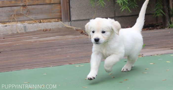 Golden Puppy running across tennis court