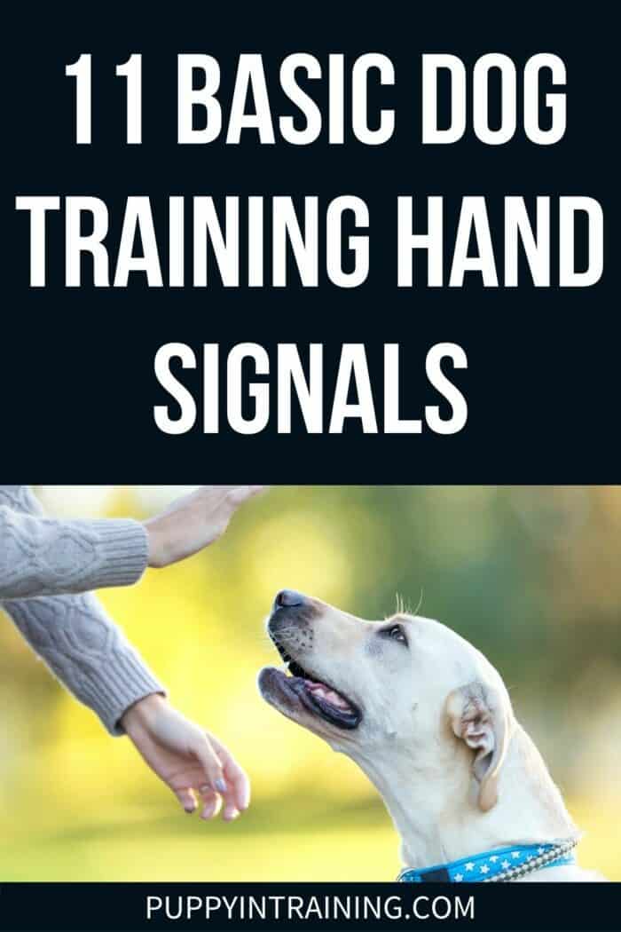 11 Basic Dog Training Hand Signals - Yellow Lab responding to hand signals